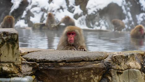 Static-shot-of-snow-monkeys-relaxing-in-a-hot-spring-in-Jigokudani,-Yamanouchi,-Japan