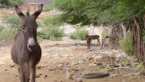 A-donkey-and-some-goats-near-a-dusty-road-in-Brazil