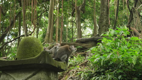 Gruppe-Verspielter-Grau-Gefärbter-Affen-Oder-Langschwanzmakaken-Im-Affenwald-Von-Ubud,-Bali