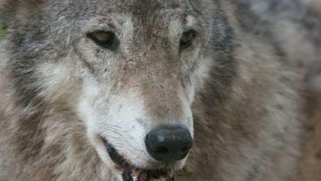 Closeup-Of-Hunting-Grey-Wolf's-Face-Looking-Around