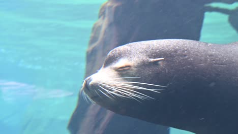 Sea-lion-taking-breath-and-swimming-underwater-furling-whiskers
