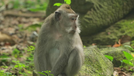 Adult-Grey-colored-Monkey-or-Long-tailed-Macaque-Yawning-Close-up-in-Ubud-Monkey-Forest,-Bali,-Indonesia---slow-motion
