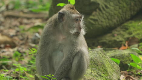 Mono-Adulto-De-Color-Gris-O-Macaco-De-Cola-Larga-Bostezando-De-Cerca-En-El-Bosque-De-Monos-De-Ubud,-Bali,-Indonesia---Cámara-Lenta