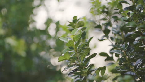 Close-up-shot-of-green-yerba-mate-branch-growing-on-sustainable-farmland