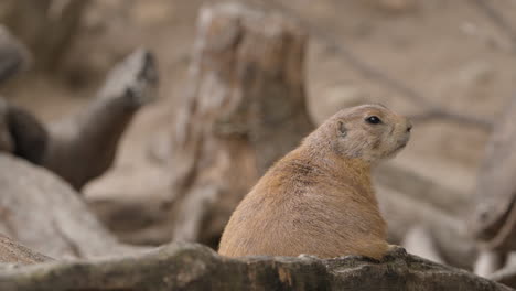 Black-tailed-Prairie-Dog-Looking-Up-While-Sitting-On-Wood