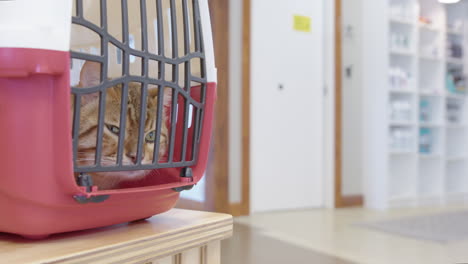 Annoyed-looking-bengal-cat-stares-out-of-caged-cat-carrier-at-veterinary-clinic