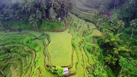 Rice-terrace,-lush-green-healthy-contoured-cascading-plantation