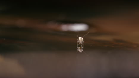 Barklouse-Hat-Mühe,-Auf-Dem-Wasser-Zu-Laufen