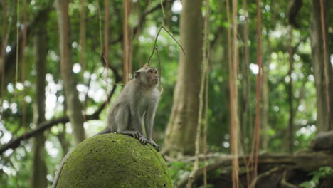 One-Little-Grey-colored-Monkey-or-Long-tailed-Macaque-Sits-on-Mossy-Stone-in-Ubud-Monkey-Forest-with-Rainforest-Lianas-in-Bali,-Indonesia---slow-motion