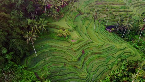 Rice-terrace,-lush-green-healthy-contoured-cascading-plantation-in-valley