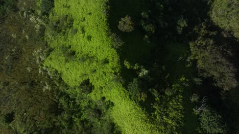 Top-down-aerial-of-green-hilly-landscape-on-Maui,-Hawaii,-forward-motion