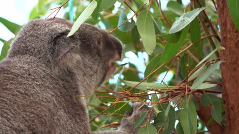 Profile-close-up-shot-of-an-active-foraging-koala,-phascolarctos-cinereus-munching-and-feasting-on-the-eucalyptus-leaves