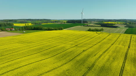 An-aerial-view-of-expansive-rapeseed-fields-and-surrounding-green-farmlands,-with-a-distant-view-of-wind-turbines-under-a-clear-sky