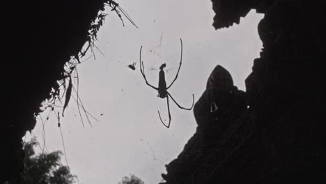Araña-Tejedora-De-Orbes-Dorada-Gigante-En-Su-Red-Contra-El-Cielo-En-Bali-Tropical