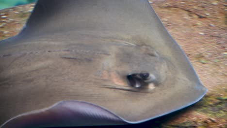 Im-Zooaquarium-Vorbeischwimmender-Stachelrochen