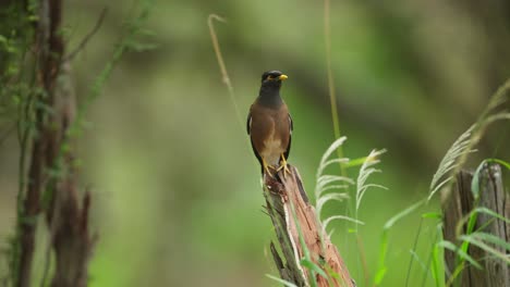 A-myna-bird-perched-on-a-tree-stump-in-a-lush-green-forest