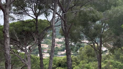 Pine-tree-forest-with-luxury-villas-on-hill-at-cote-d‘azure-in-France