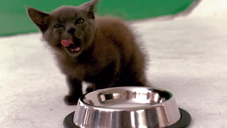 Kitten-sitting-beside-bowl-of-milk