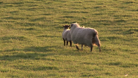 Schafe-Auf-Einem-Feld