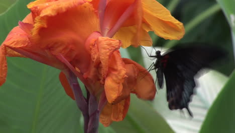 Butterfly-on-a-flower-
