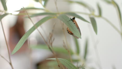 Ein-Schmetterling-Mit-Orangen-Und-Schwarzen-Markierungen-Ruht-Auf-Einem-Grünen-Blatt