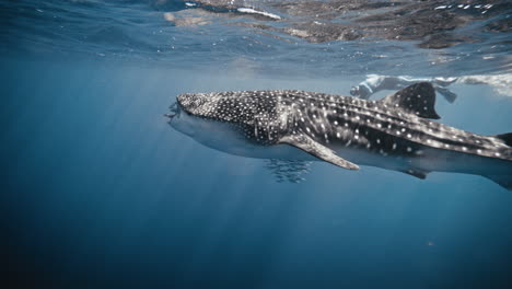 Diver-and-whale-shark-in-slow-motion-swim-along-surface-as-air-bubbles-pass-in-foreground