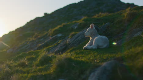 Süßes-Lamm-Liegt-Im-Gras-In-Der-Abendsonne-Und-Steht-Auf-Und-Geht-Weg