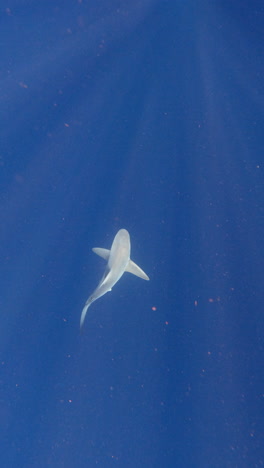 Bull-shark-swiming-in-open-ocean---vertical-video