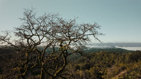 A-beautiful-view-of-the-Santa-Cruz-mountains-with-a-tree-in-the-foreground-and-the-fog-in-the-valleys