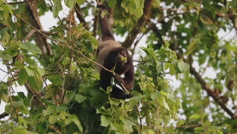 Mantled-Howler-Monkey-Hanging-Upside-Down-On-Tree-By-Its-Tail,-Feeding-On-Leaves-In-Costa-Rica