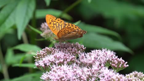 Argynnis-paphia