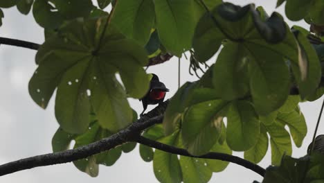 Back-View-of-Swainson's-Toucan-On-Forest-Tree-In-Costa-Rica