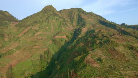 Plantación-Agrícola-De-Patatas-En-Una-Montaña-De-Indonesia,-órbita-Aérea