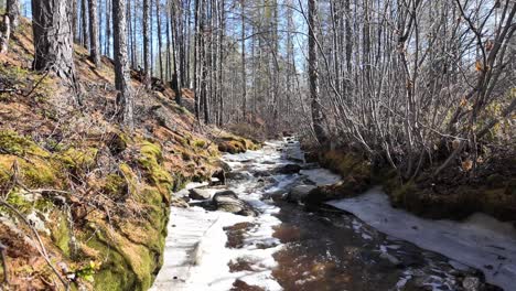 A-peaceful-stream-flows-through-a-pine-forest-during-an-early-spring-morning,-with-patches-of-snow-still-visible-on-the-ground