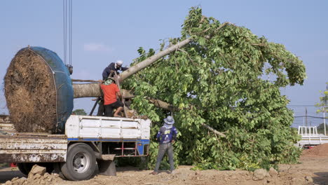 LKW-Kran-Mit-Einem-Transportierten-Ausgewachsenen,-Großen-Baum,-Im-Prozess-Der-Umpflanzung-Und-Neupflanzung-Des-Baumes-An-Einem-Neuen-Standort-Mit-Dem-Einsatz-Eines-Baggers