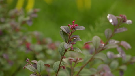 Beautiful-blooming-pink-flowers-on-blur-background-in-garden,-Red-Loropetalum-Chinense-Flower