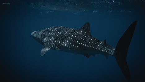 Back-side-view-of-Whale-shark-swimming-with-light-sparkling-across-top-as-it-sways-tail-fin-in-slow-motion