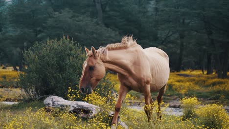 Hermoso-Caballo-Marrón-Claro-Caminando-Sobre-Flores-De-Campo-Amarillo-En-La-Naturaleza-Primavera