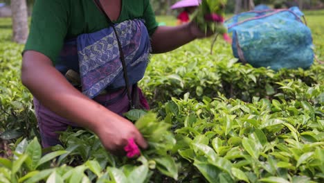 Laborista-Arrancando-Hojas-De-Té-Verde-De-Assam