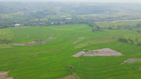 Luftpanorama-Umlaufbahn-über-Großen-Landwirtschaftlichen-Reisfeldern-Im-Indonesischen-Tal