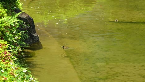 Patito-Solitario-Nadando-Dentro-De-Un-Estanque-Verde