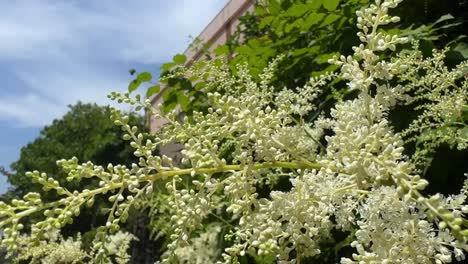 Delicate-white-flowers-bloom-against-a-backdrop-of-greenery-and-blue-sky