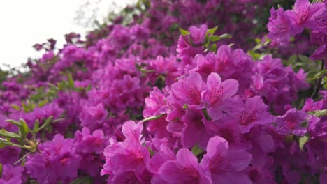 Atemberaubende-Nahaufnahmen-Verschiedener-Blumen