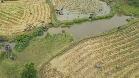 Tracking-Back-Over-Buffalo-Herd-In-Rural-Vietnam-As-They-Destroy-Farming-Community-Fields