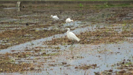 Garceta-Pequeña,-Egretta-Garzetta-Posada-En-Los-Arrozales-Cosechados,-Rodeada-De-Garcetas-Bueyeras,-Avanza-A-Zancadas-Por-El-Paisaje-Agrícola,-Vadeando-Y-Buscando-Cultivos-Caídos-Y-Presas-De-Insectos