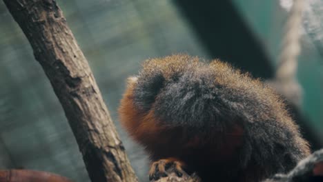 Red-Titi-Monkey-In-The-Amazon-Rainforest-Of-South-America