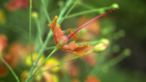 close-up-Royal-poinciana-flower,-a-red-with-yellow-edge-flower,caesalpinia-pulcherrima-flower-or-rajamalli-in-nature-garden