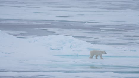 Oso-Polar-Caminando-Sobre-Hielo-Por-El-Frío-Mar-ártico-En-Un-Día-Brumoso,-Vista-Amplia-60fps