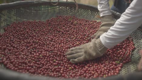 Trabajador-De-Una-Plantación-De-Café-Clasificando-Granos-De-Café,-Escena-De-Control-De-Calidad,-Primer-Plano