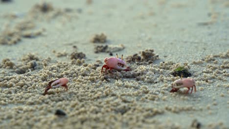 On-the-sandy-beach,-a-wild-male-sand-fiddler-crab-with-a-single-enlarged-claw,-remains-motionless,-then-suddenly-and-swiftly-retreats-into-the-safety-of-its-burrow-home,-close-up-shot